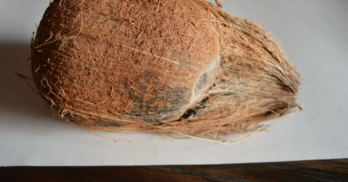 Coconut meat owns a positive nutrient content that is good for body health