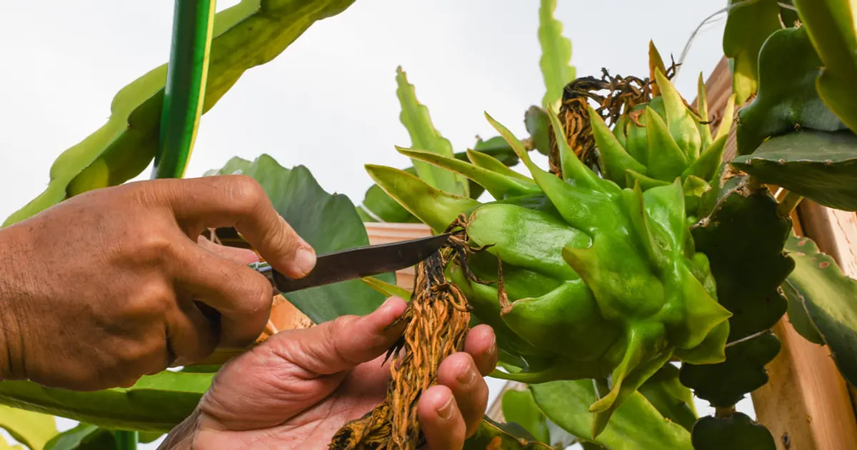 Coconut meat shares many benefits and changes into multiple products