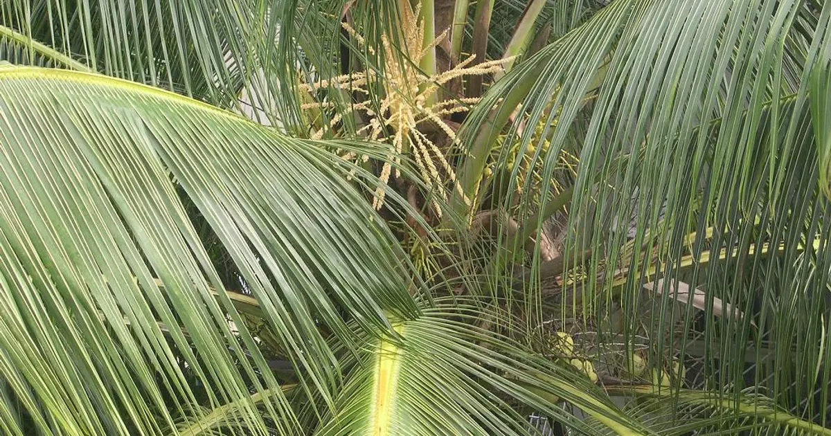 is coconut meat good for you