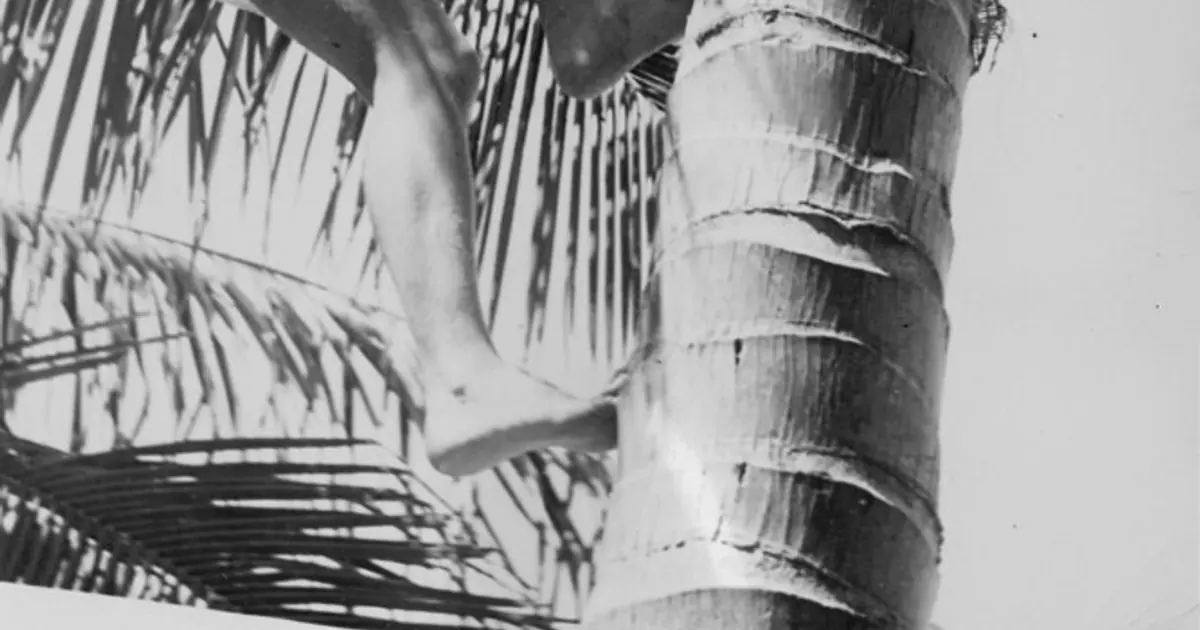 rbd coconut oil health benefits