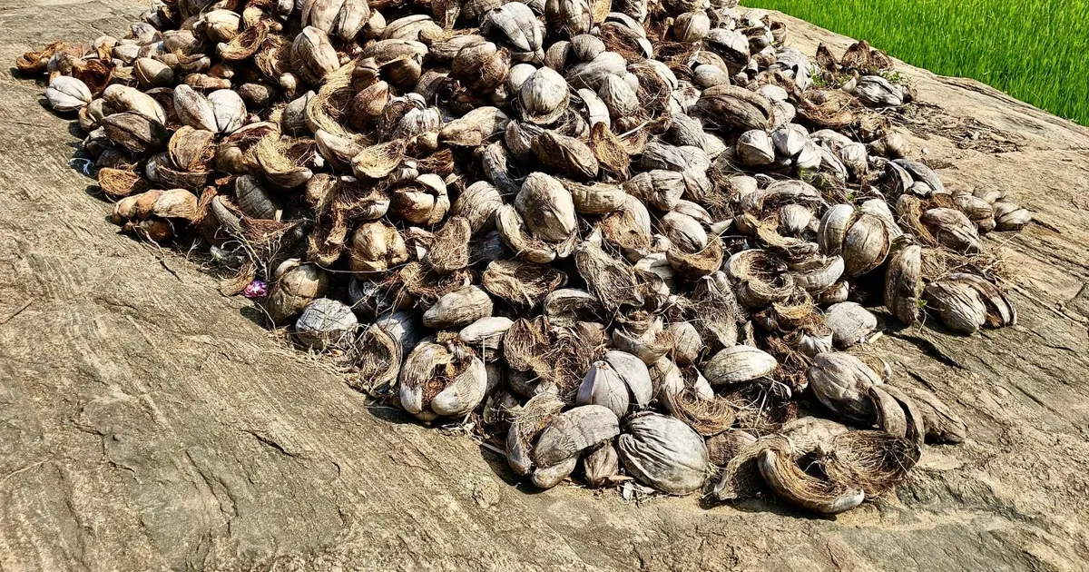 Tells the knowledge about the content of coconut meat nutrition.
