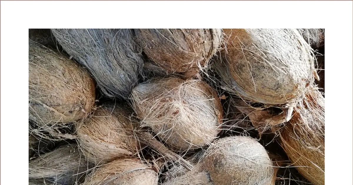 Understand the steps to pick the whole coconut and enjoy its multiple benefits